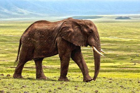 Idée voyage Senior : À la Rencontre des Big Five dans le Serengeti